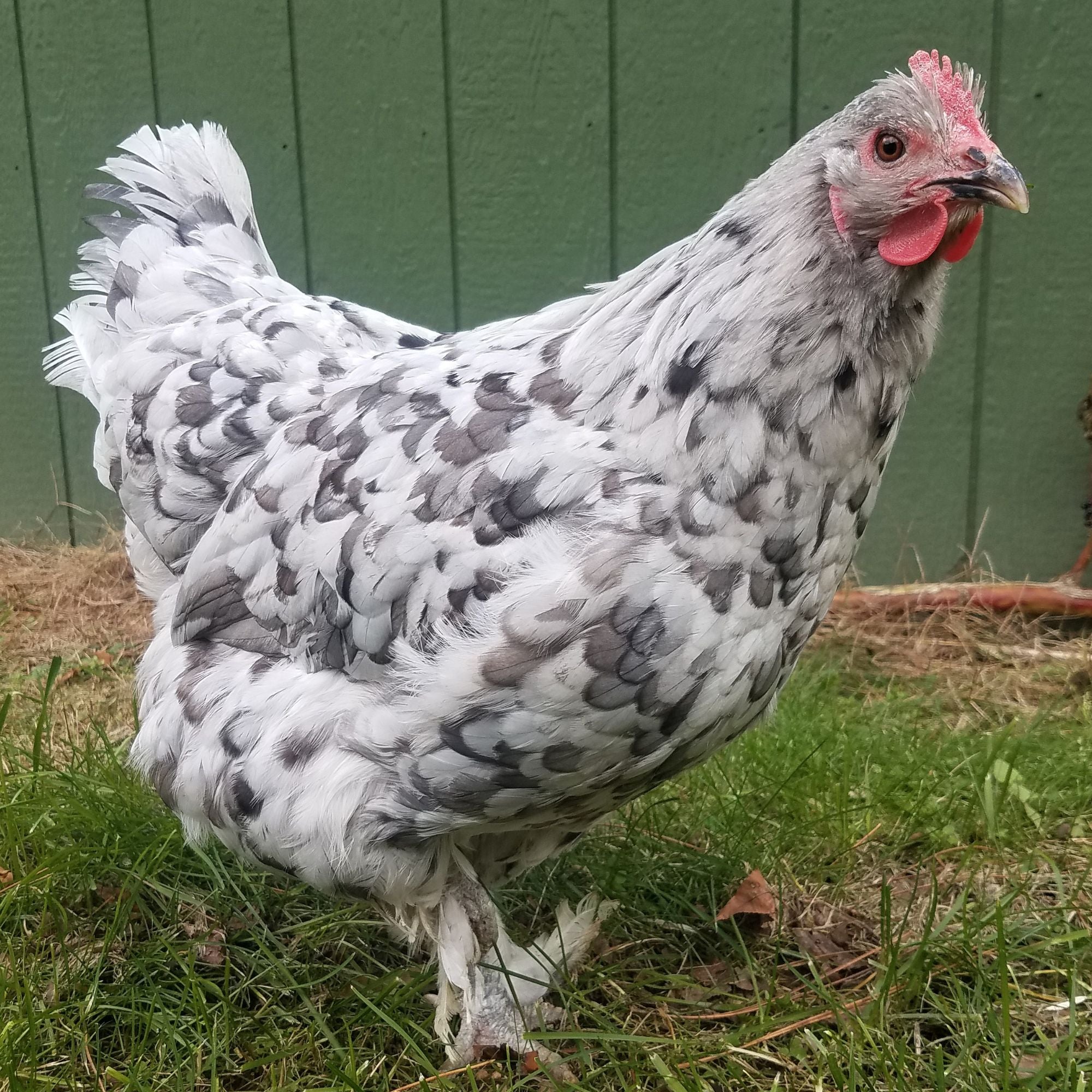 Maran Raptor Blue Copper Maran Chickens