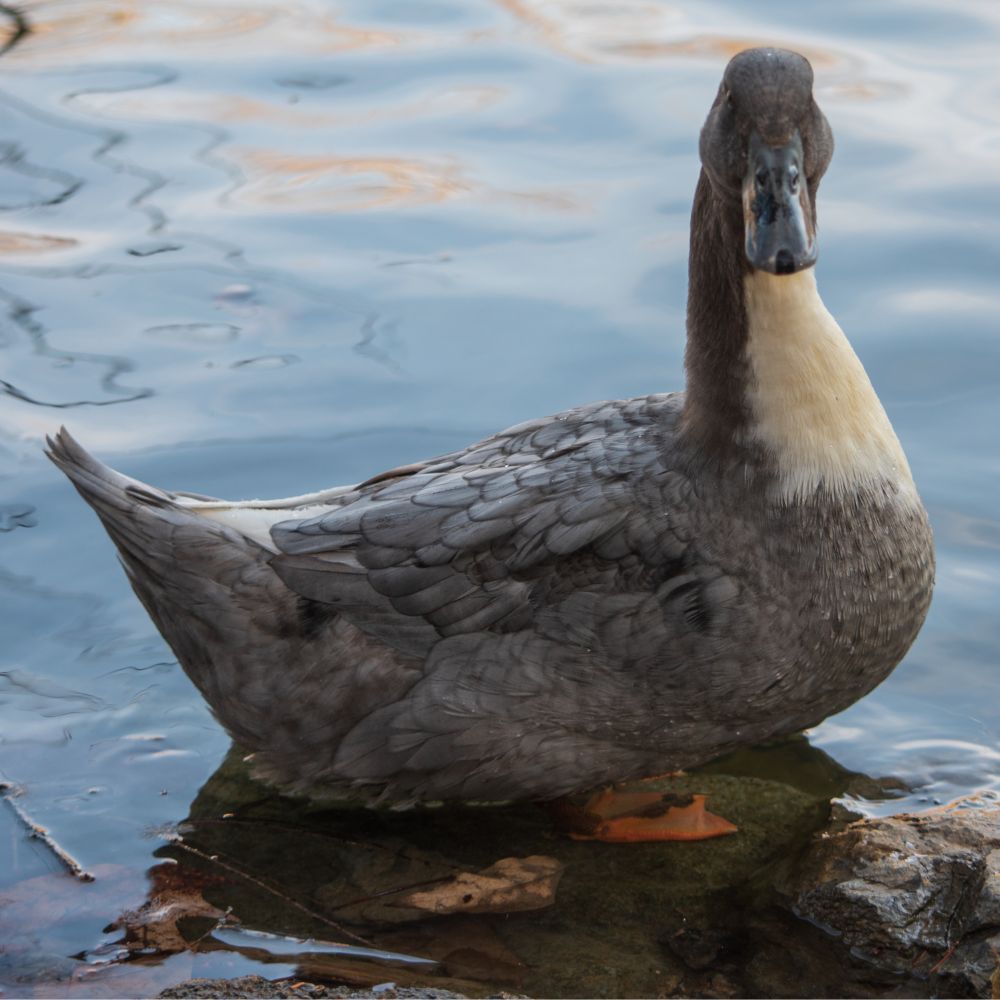 Ducklings: Blue Swedish