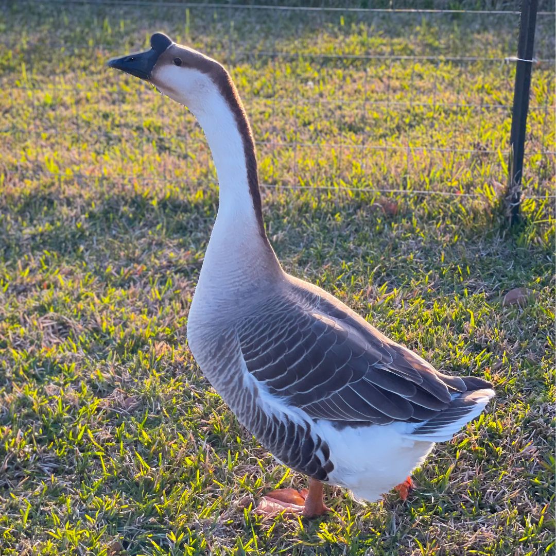 Brown Chinese goose