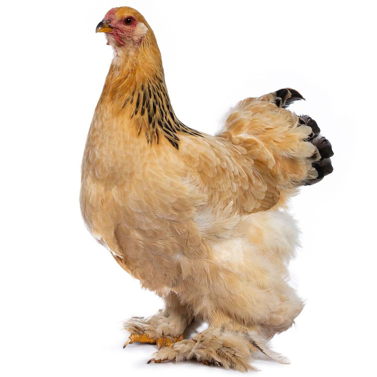 Buff Brahma bantam chicken 