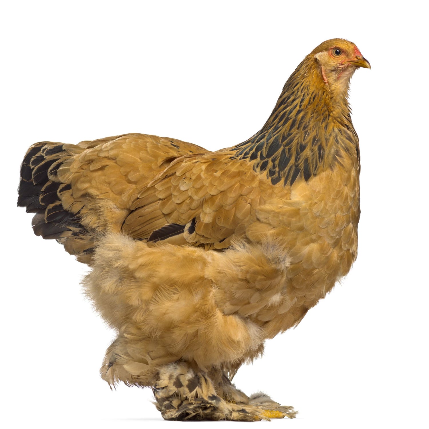 Buff Brahma chicken