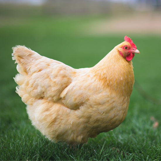 Chicken Breeds - My Pet Chicken