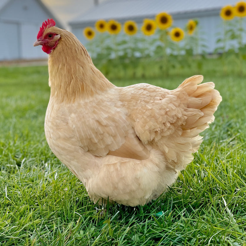 Buff Orpington chicken