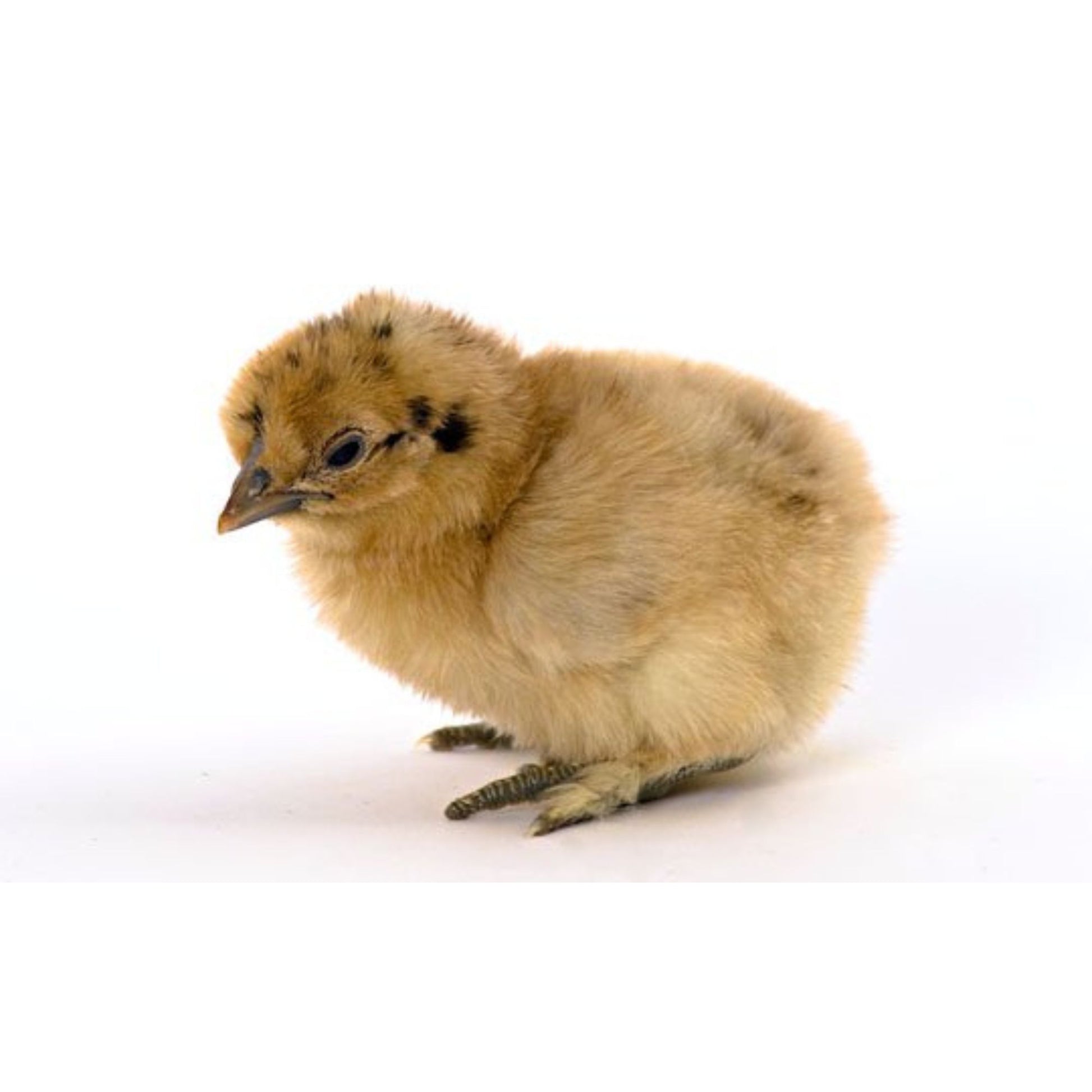Baby Chicks: Buff Silkie Bantam