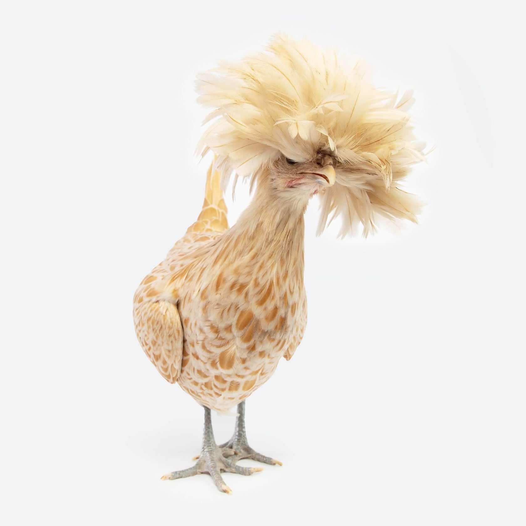 Pullet Buff Laced Polish, Shipping Week of My Pet Chicken