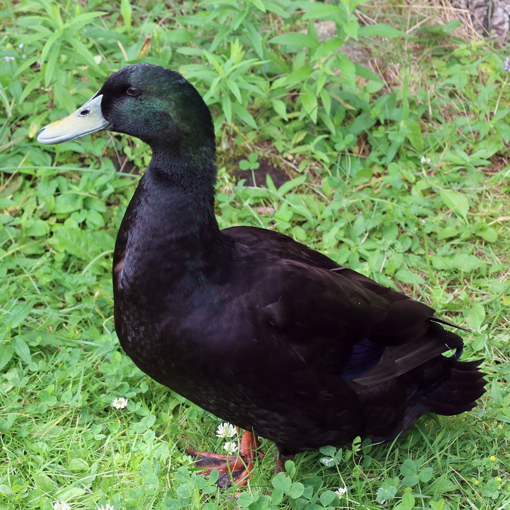 Ducklings: Cayuga