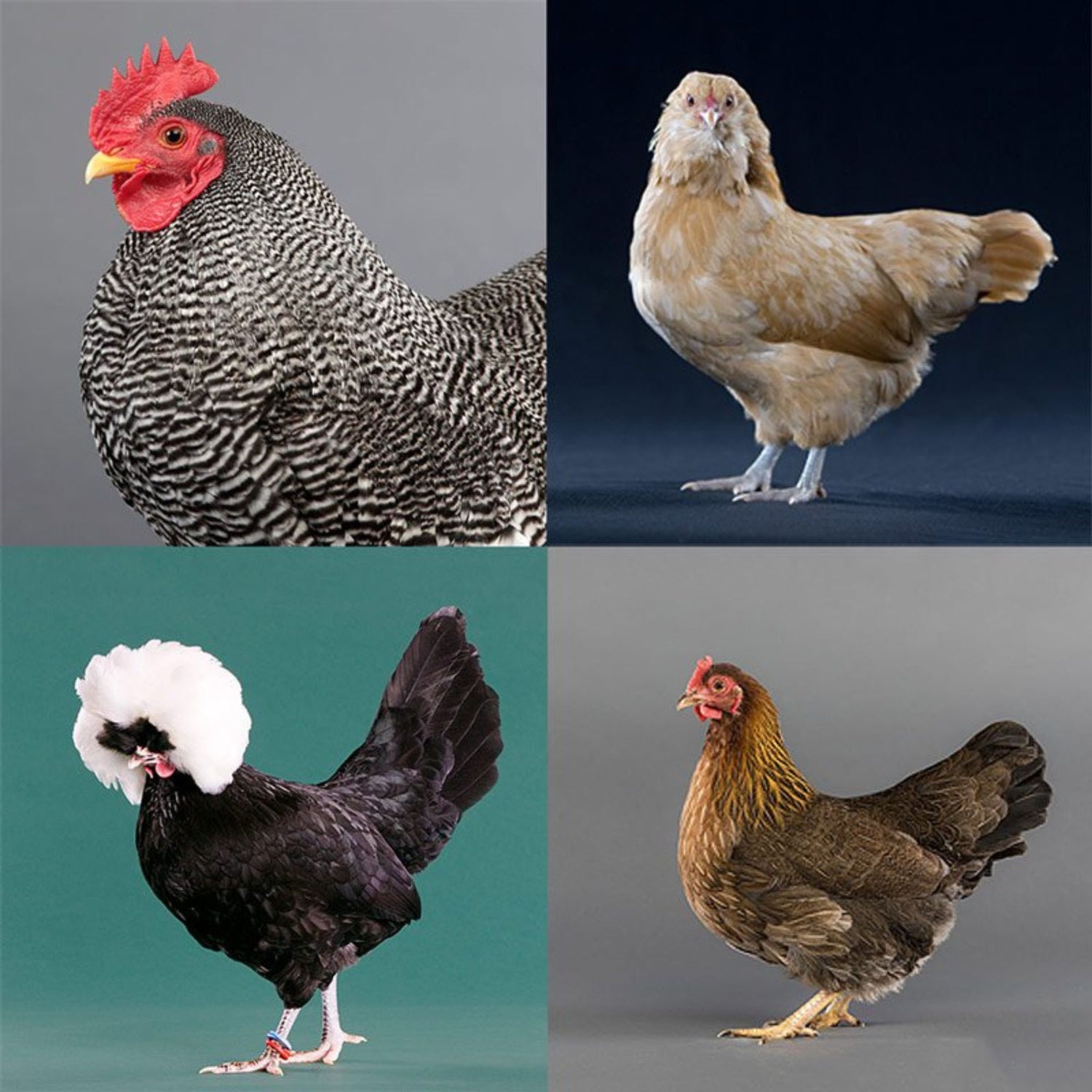 Photos of Bantam chickens