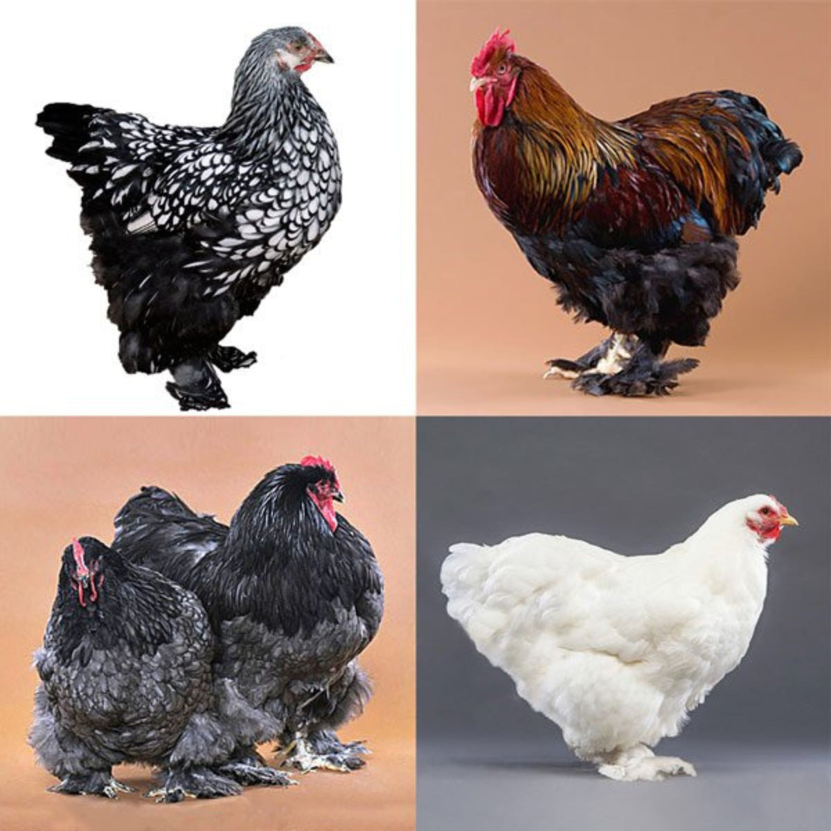 Birchen Color Black Cochin Chickens
