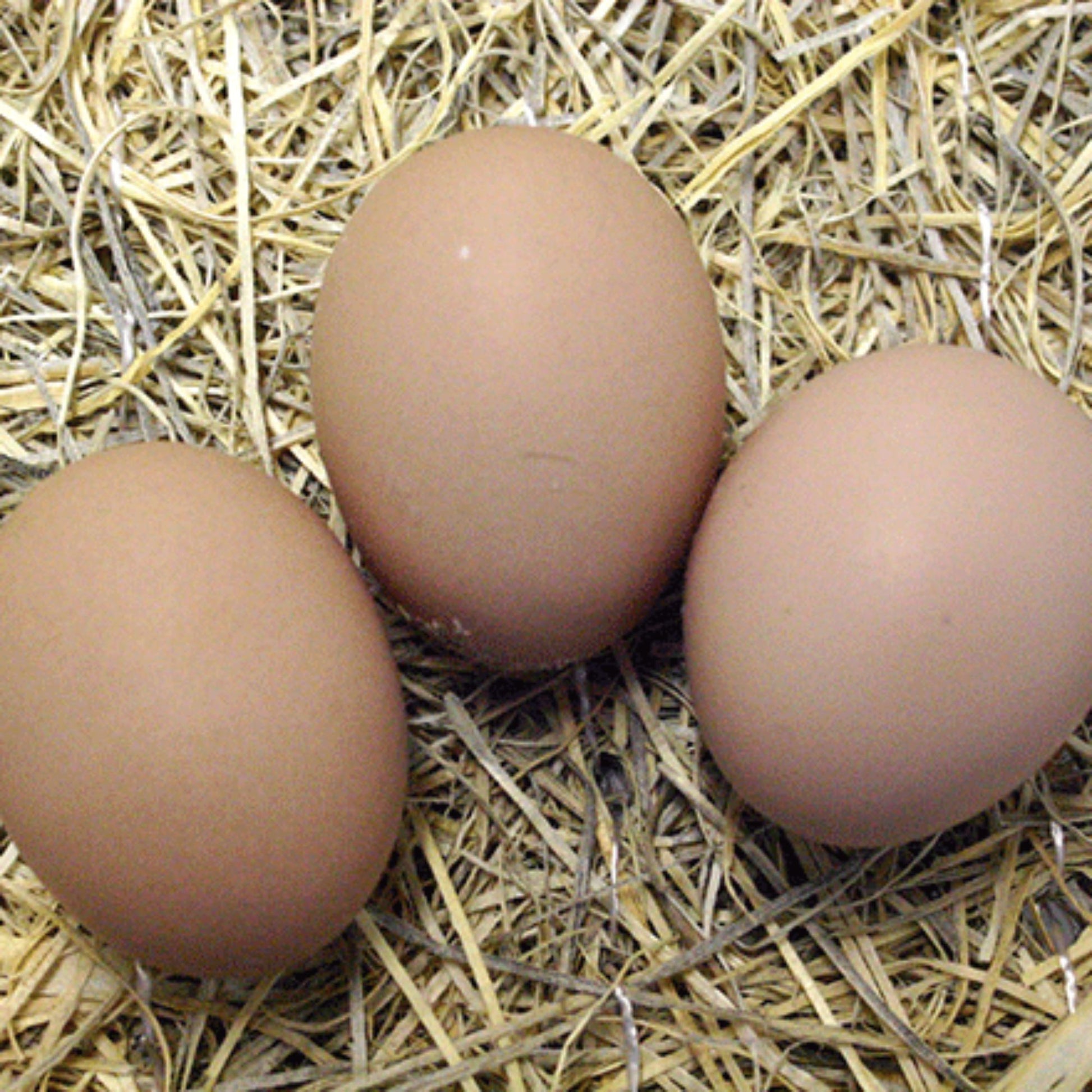 Cream Cochin chicken eggs 