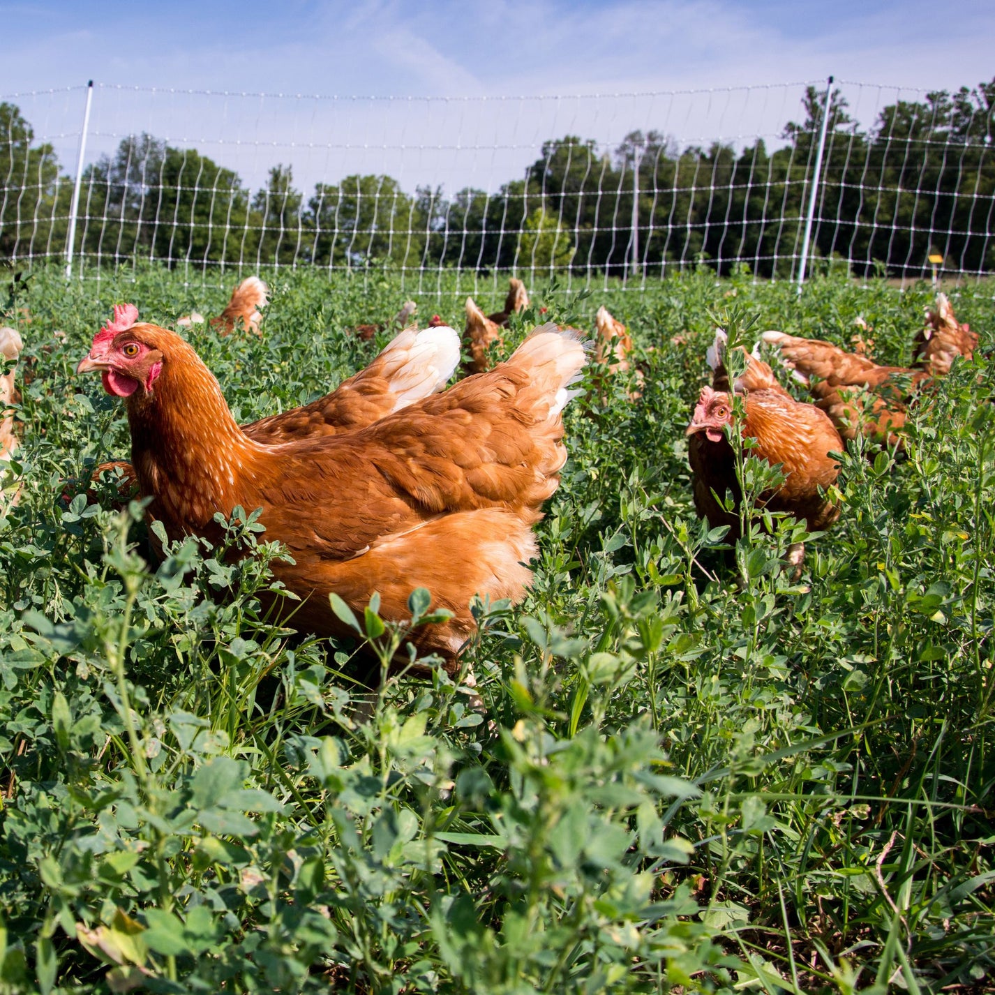 Baby Chicks Golden Buff (Red Star) Male My Pet Chicken