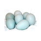 Cream Legbar blue eggs