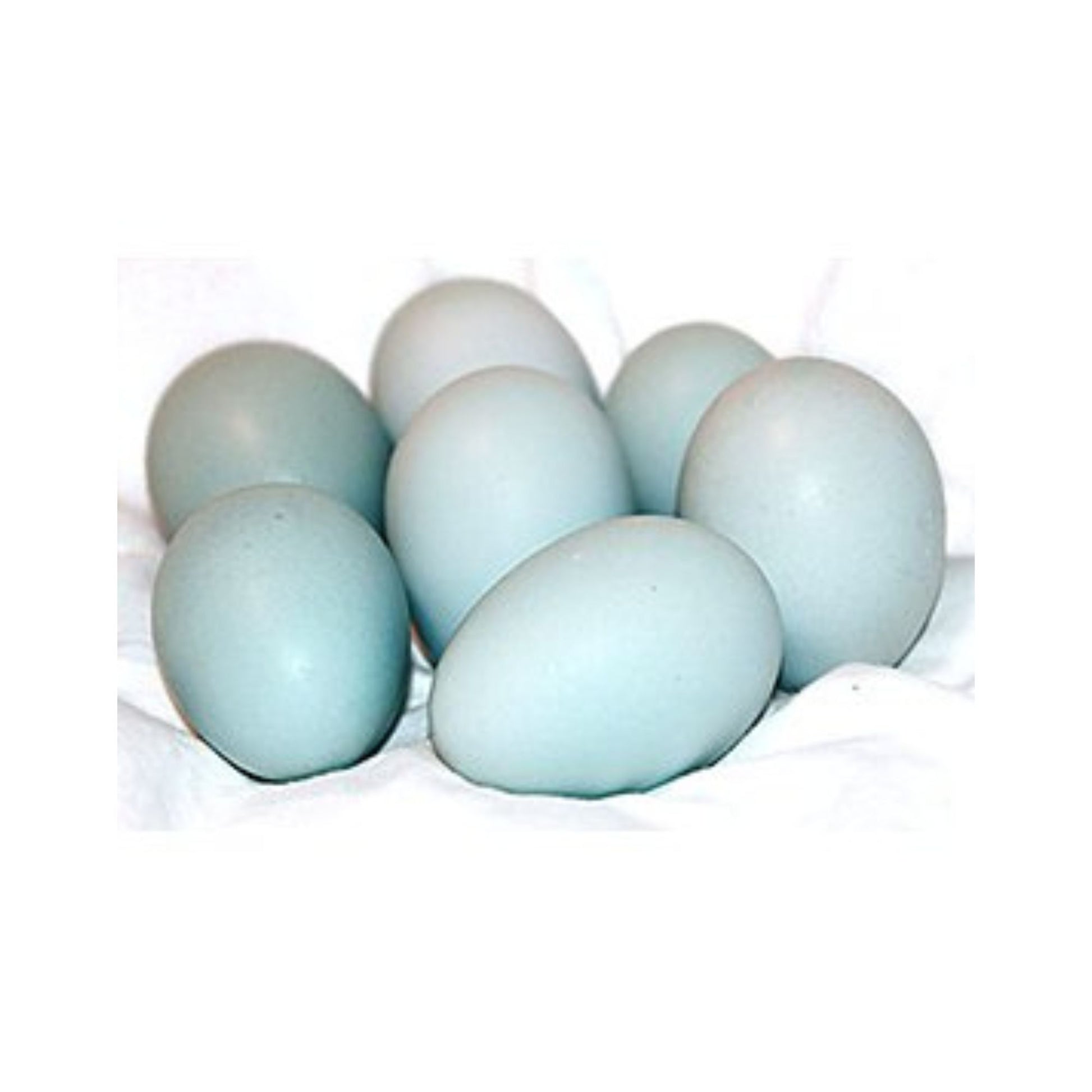 Cream Legbar blue eggs