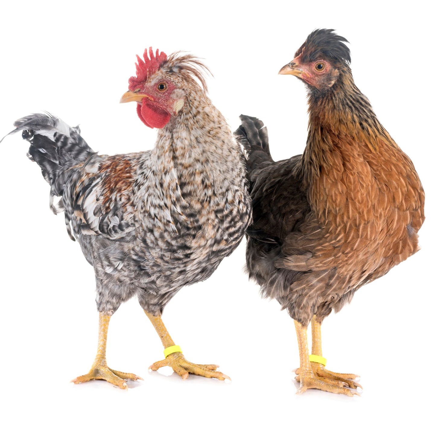 Cream Legbar rooster and hen