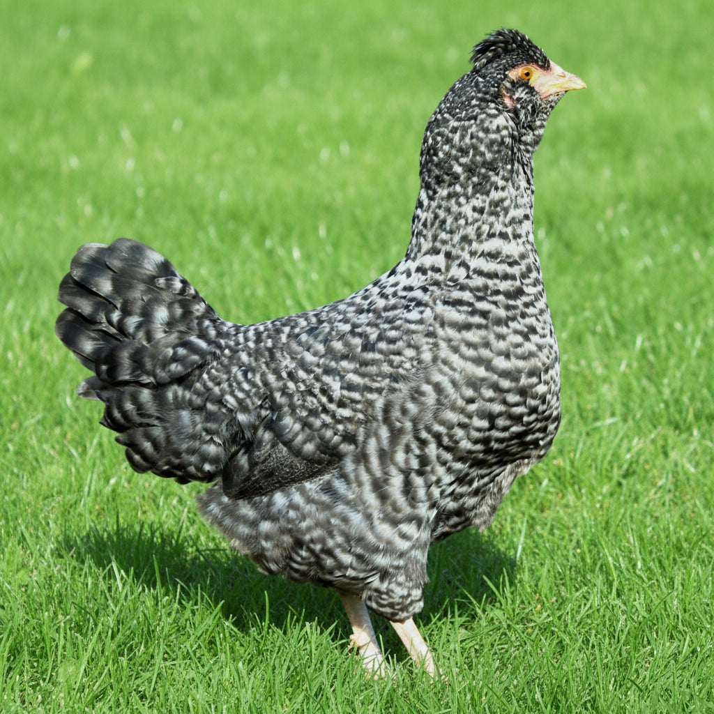 Cuckoo Blue Jewel chicken