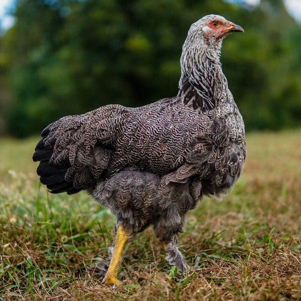 Baby Chicks: Dark Brahma - My Pet Chicken