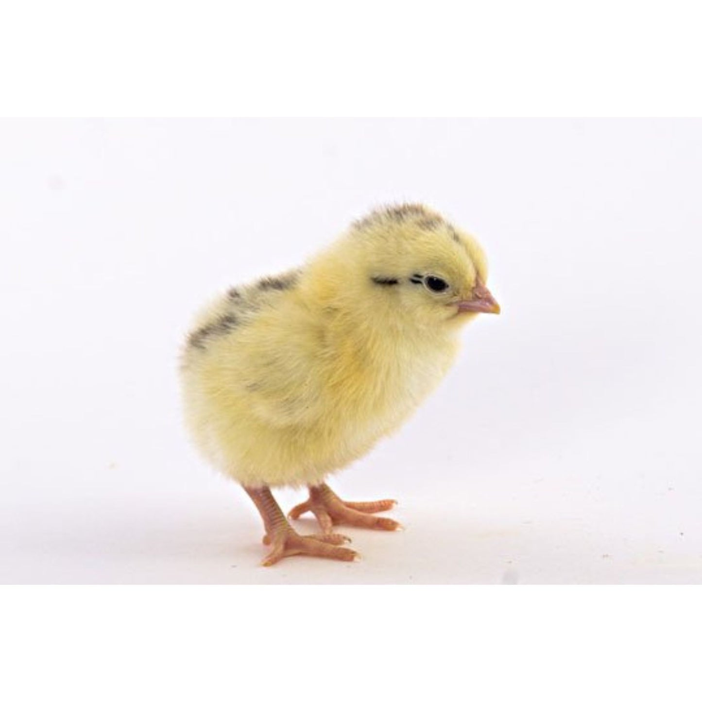 Delaware chick
