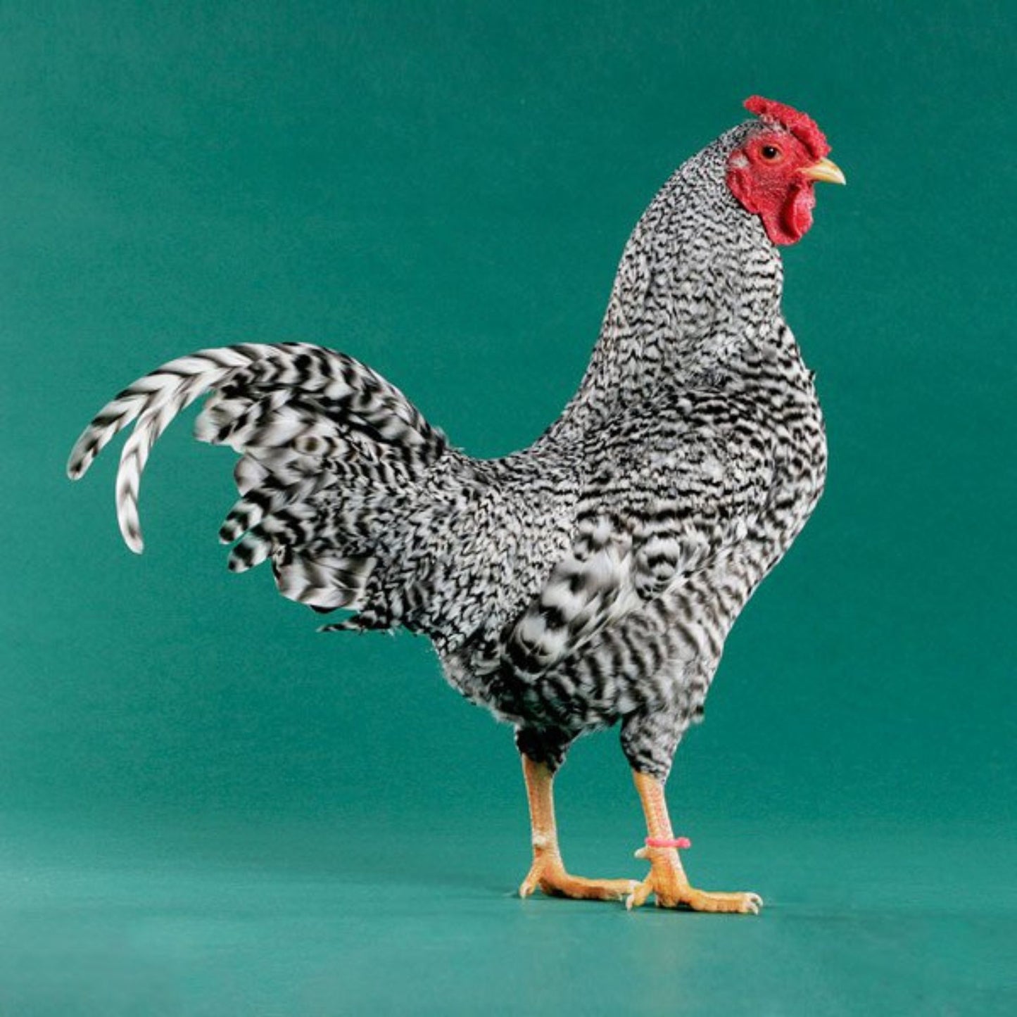 Dominique rooster