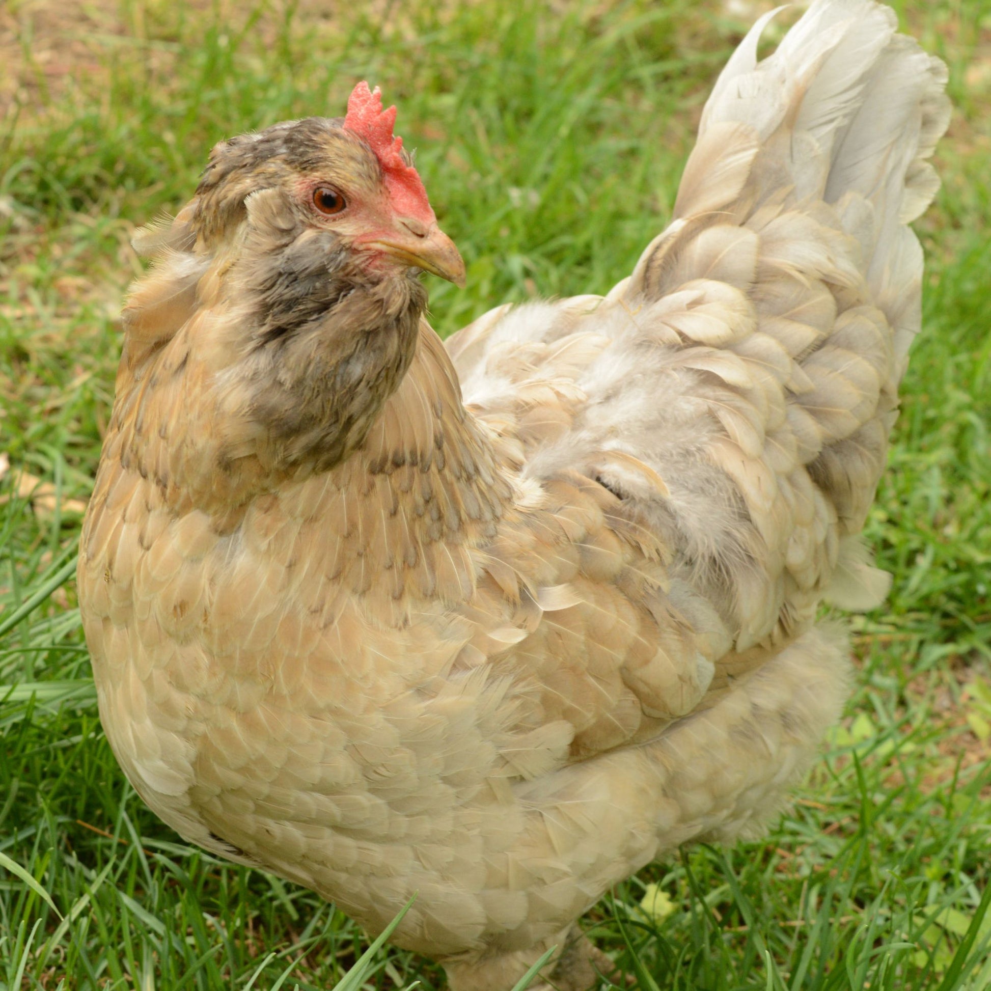 Easter Egger chicken