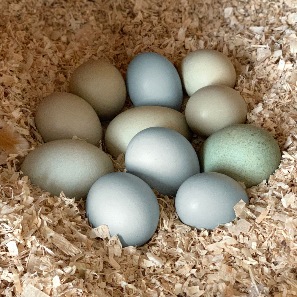 Blue and green Easter Egger chicken eggs