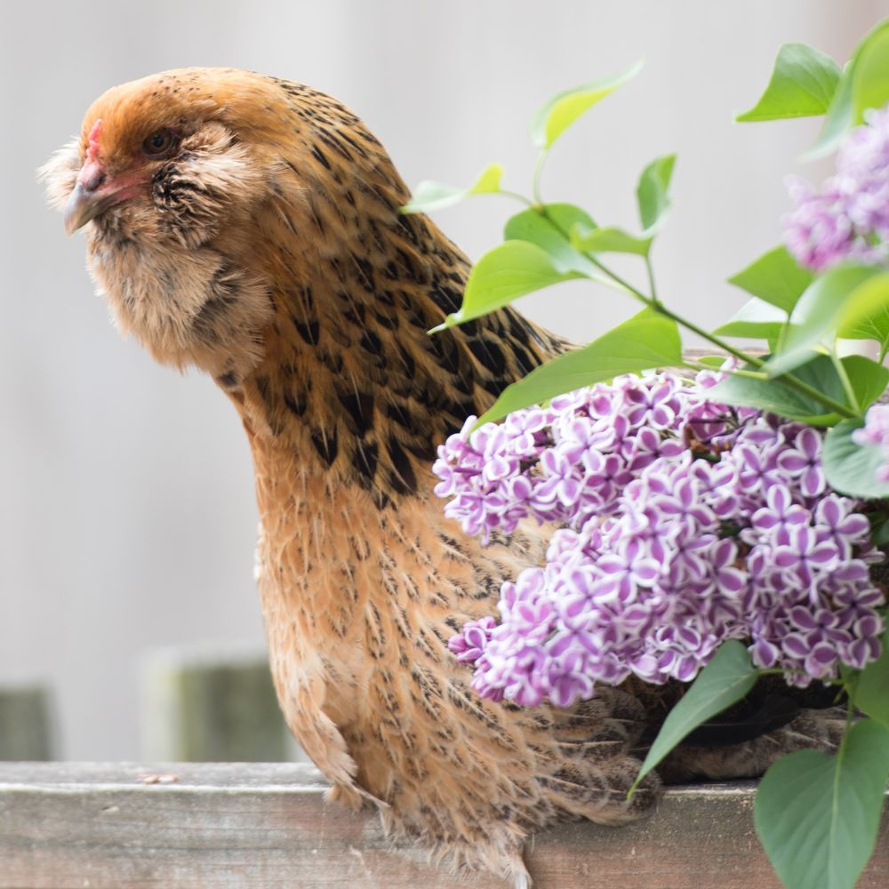 Easter Egger chicken