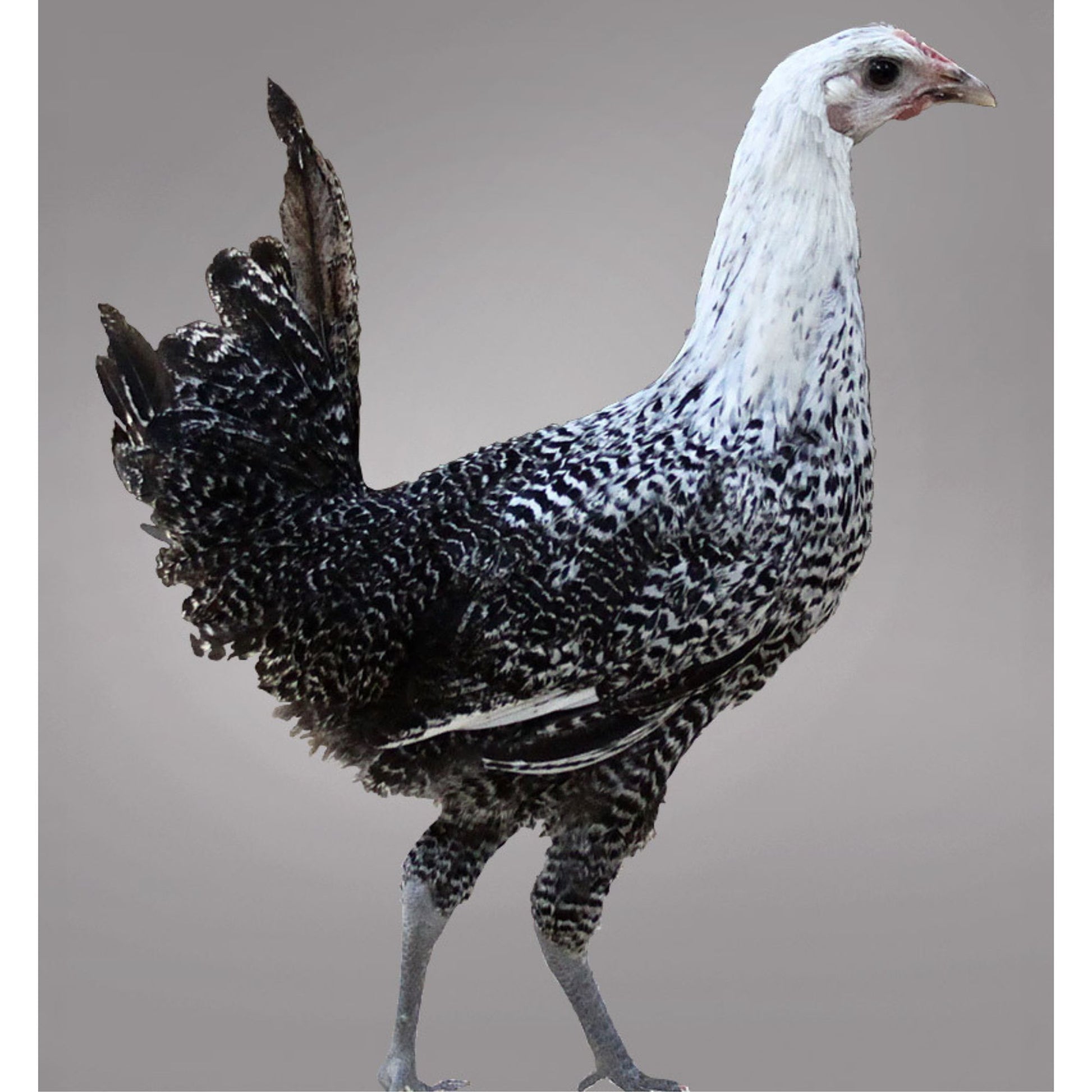 Egyptian Fayoumi chicken
