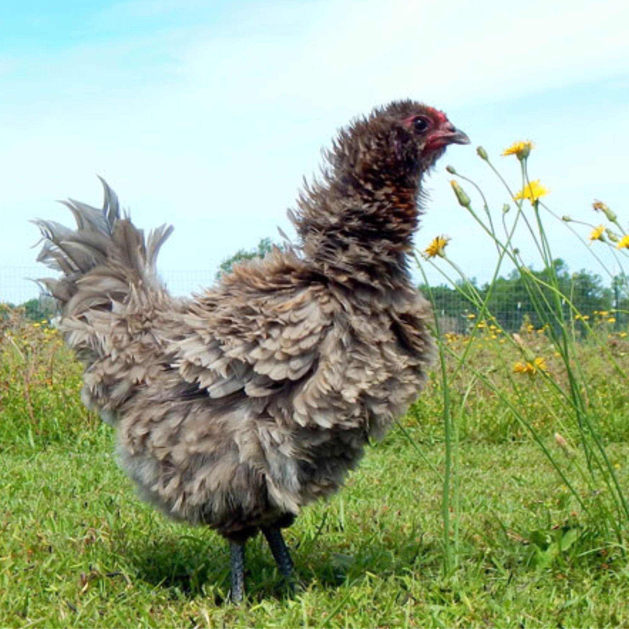 Baby Chicks Frizzle Easter Egger My Pet Chicken Baby chicks frizzle easter egger my pet chicken