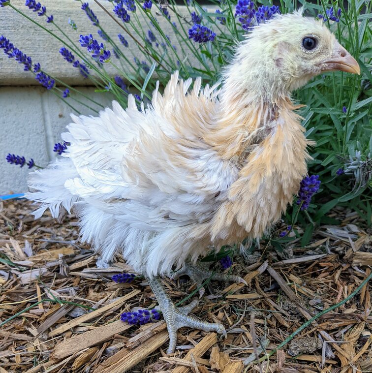Frizzle Easter Egger chicken pullet
