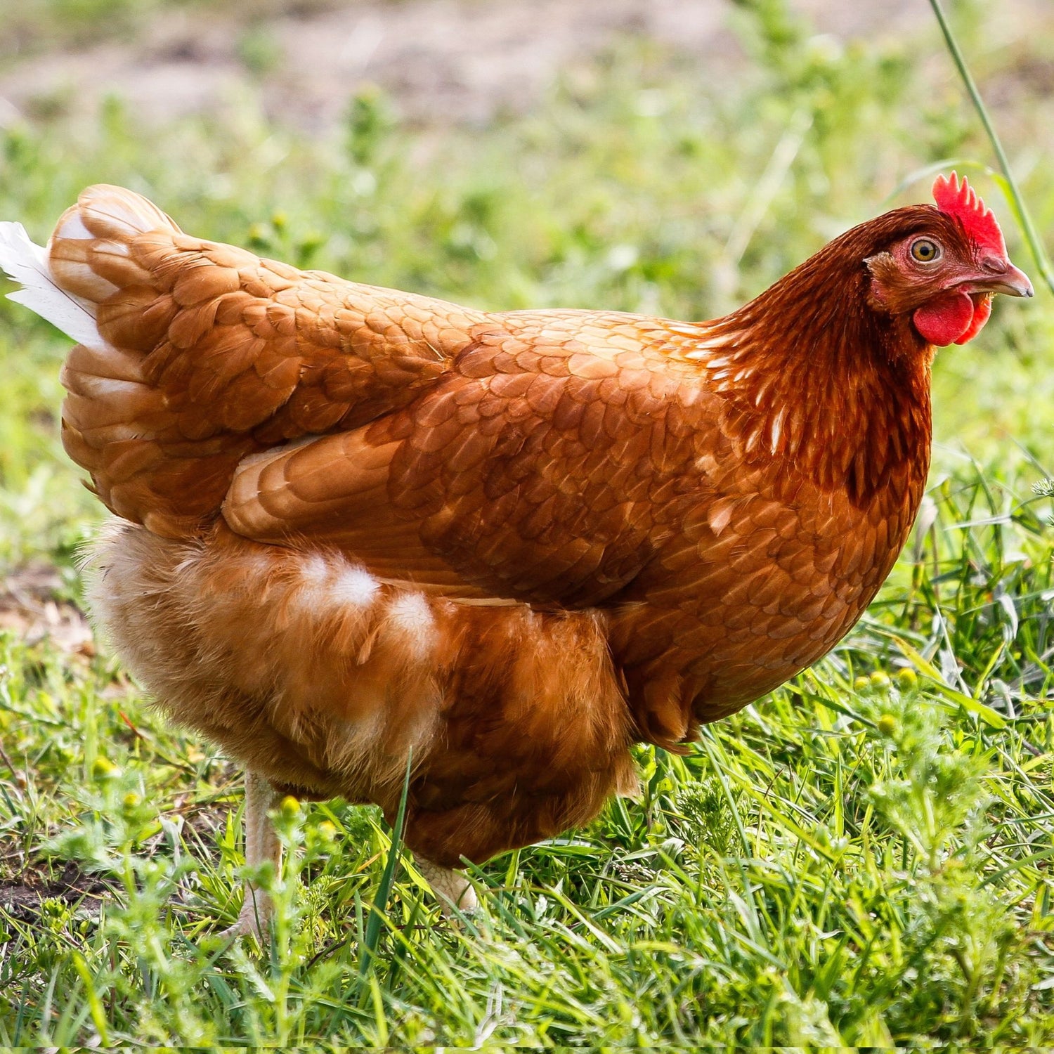 Golden Buff chicken