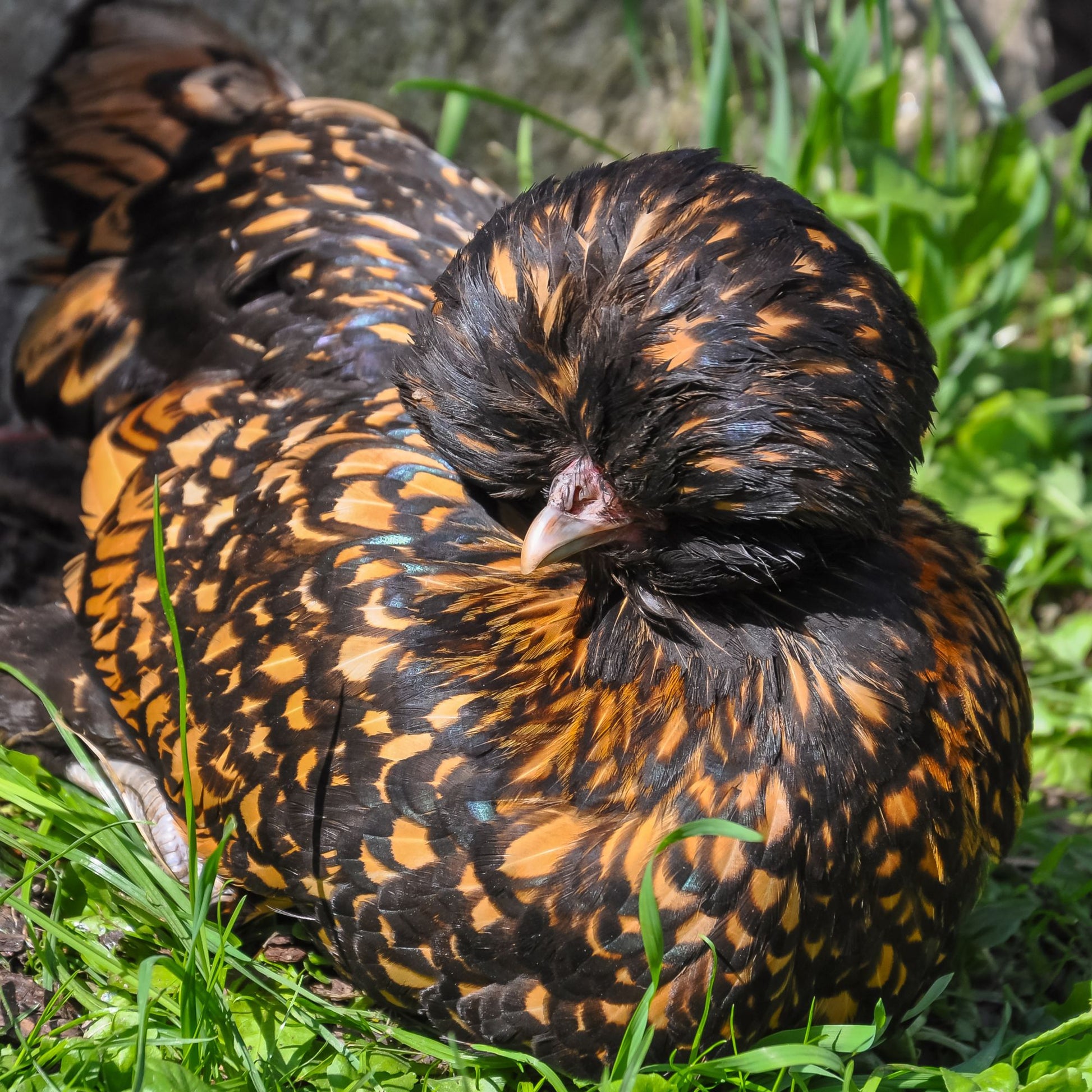 Baby Chicks: Golden Laced Polish