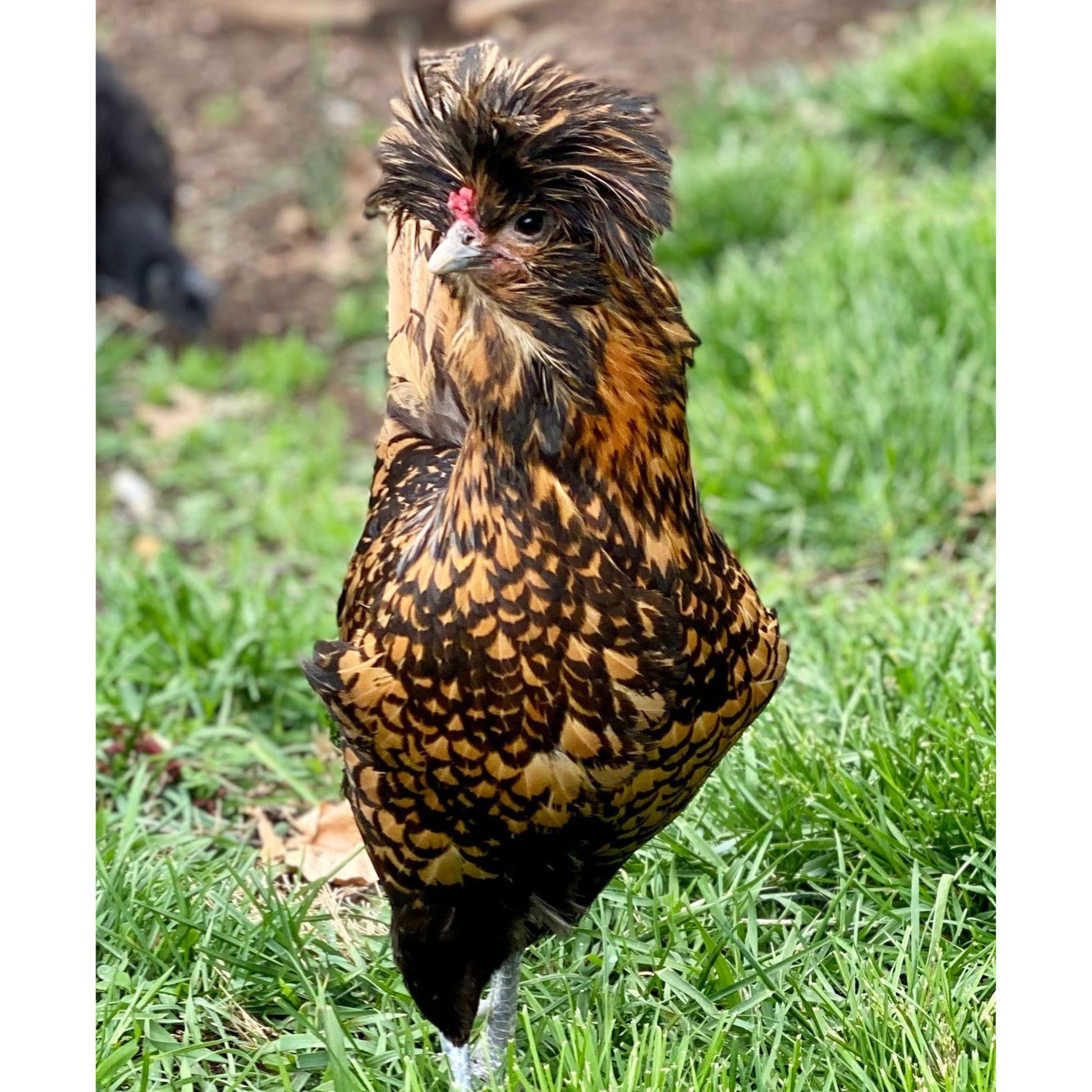 Baby Chicks: Golden Laced Polish