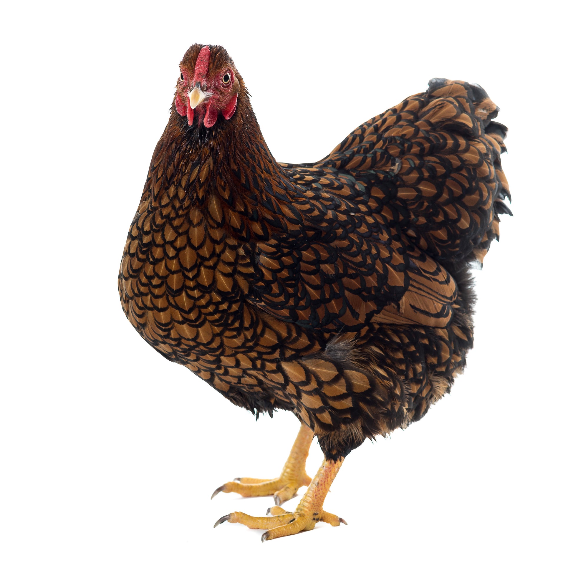 Golden Laced Wyandotte chicken