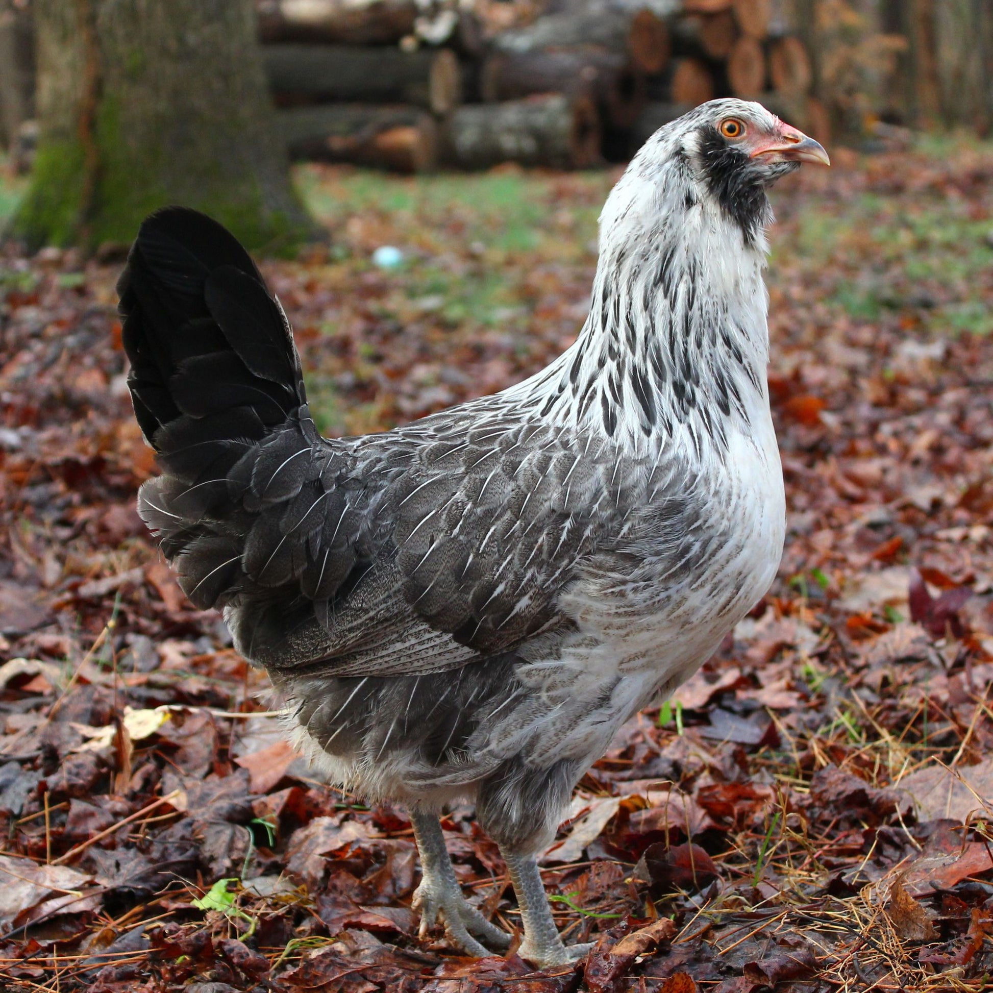 Easter Egger Chicken Colors Easter egger chicken colors