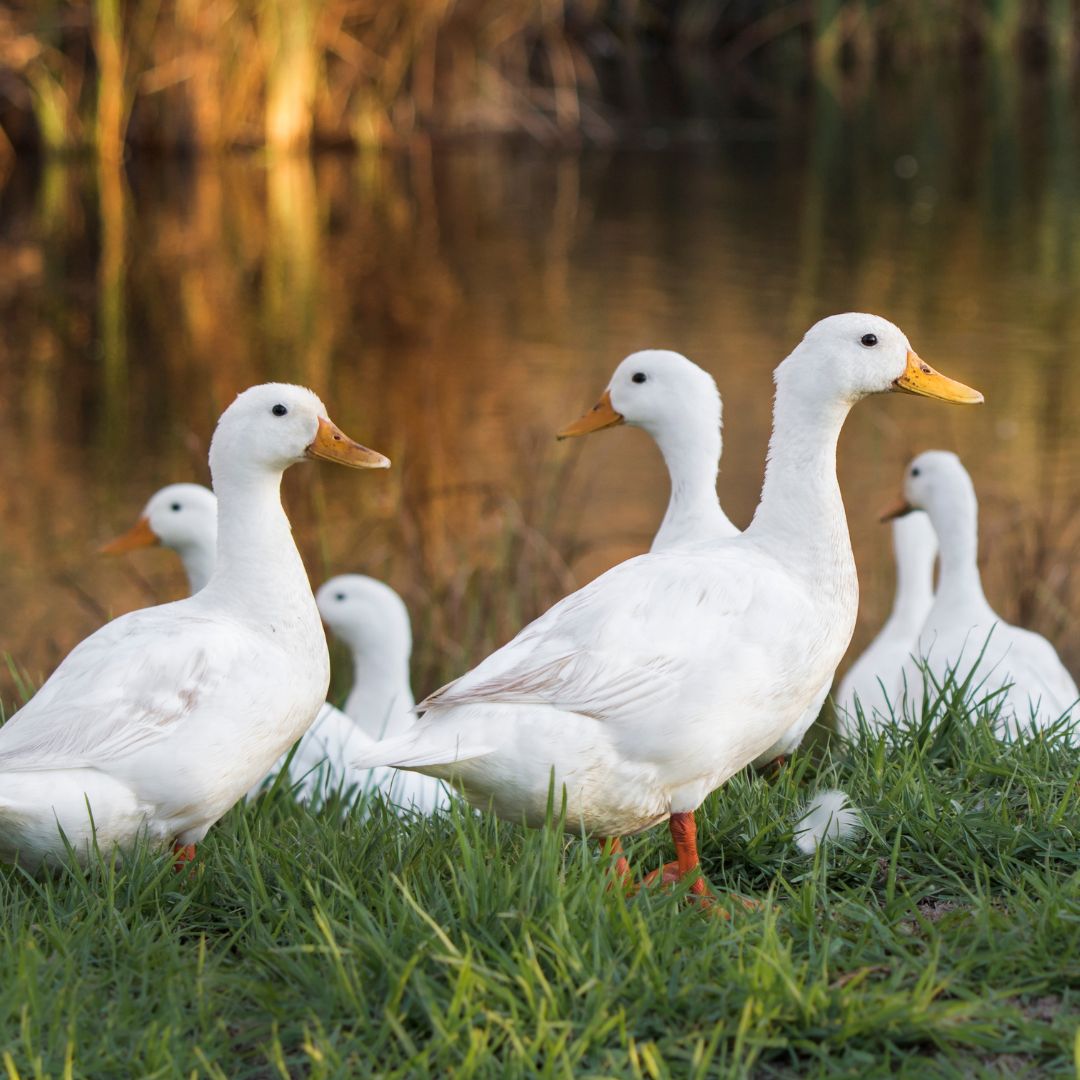 Jumbo Pekin Duck