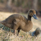 Ducklings: Khaki Campbell