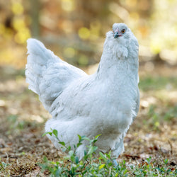 Lavender Ameraucana chicken