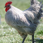 Lavender Orpington rooster