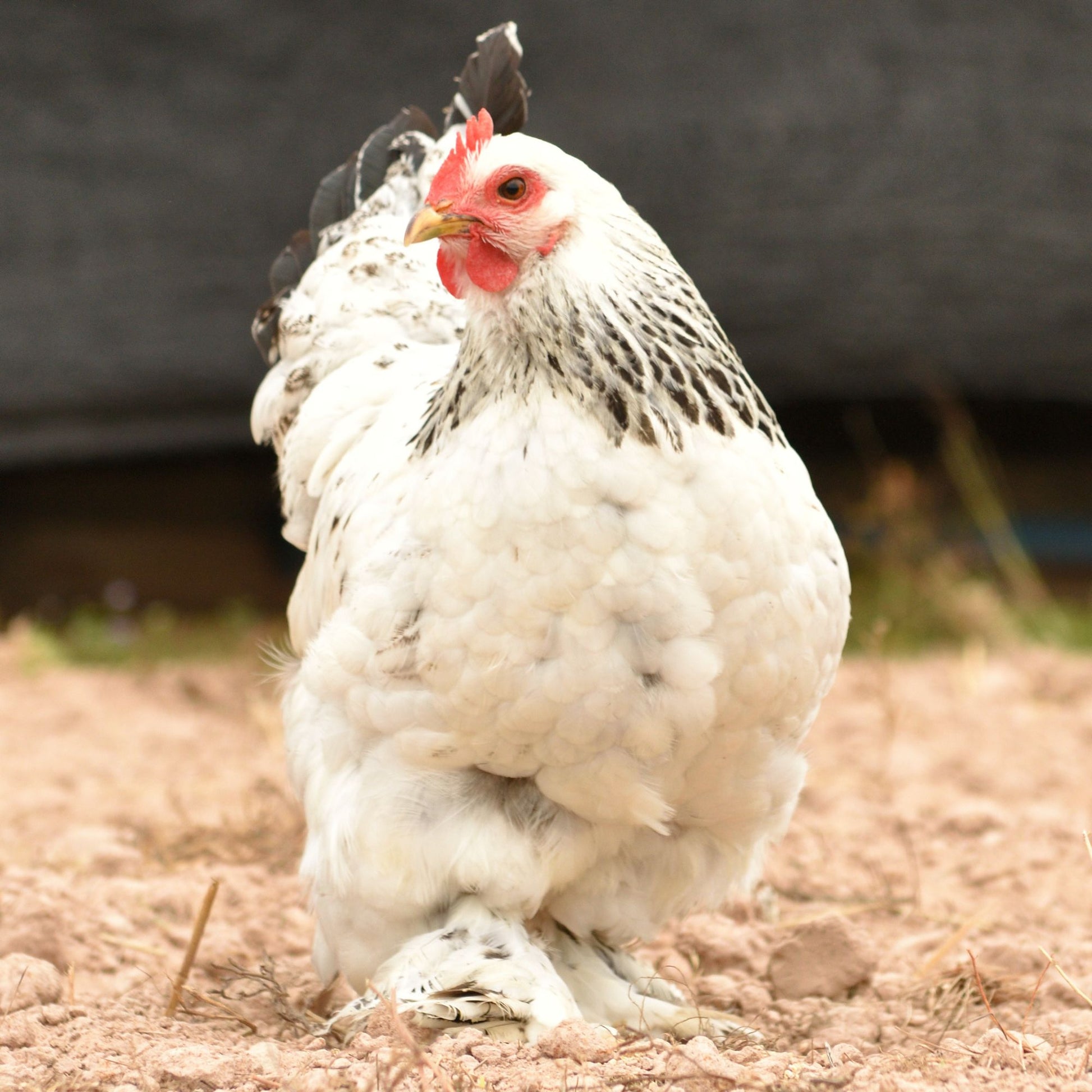 Brahma Chicken brahma-chicken