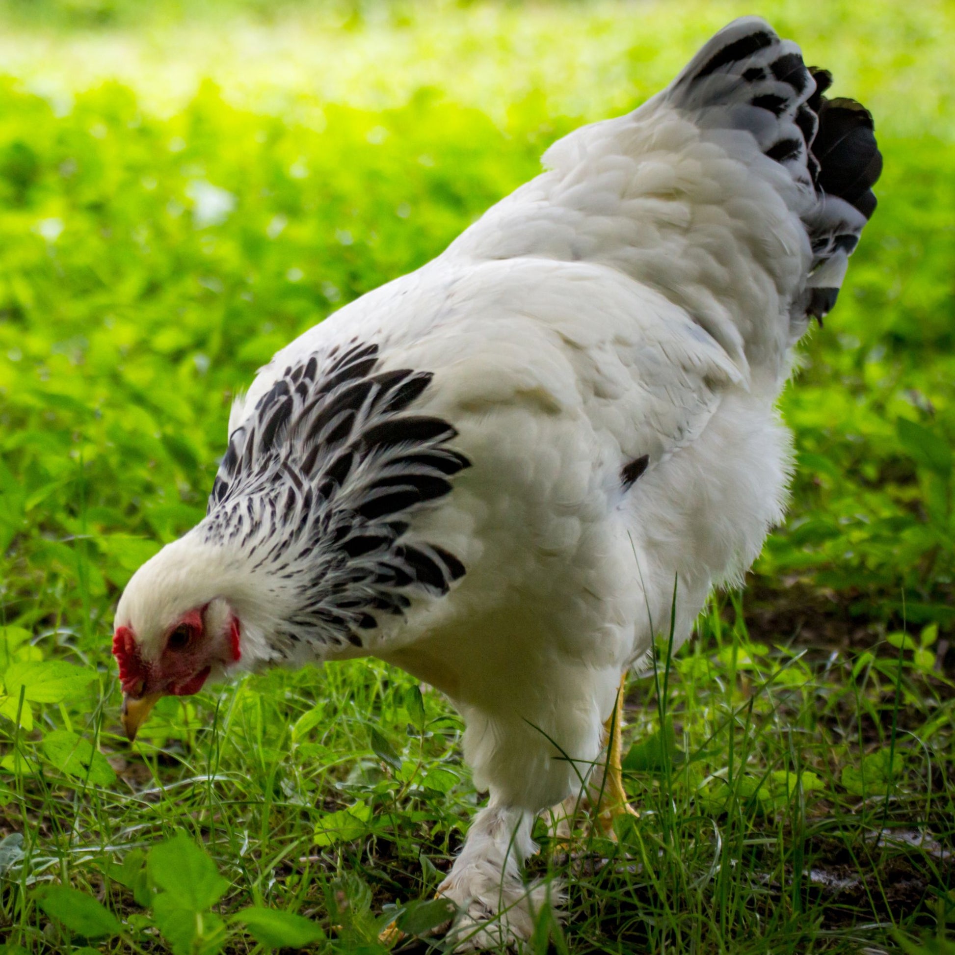 Baby Chicks: Light Brahma - My Pet Chicken