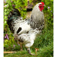 Light Brahma rooster
