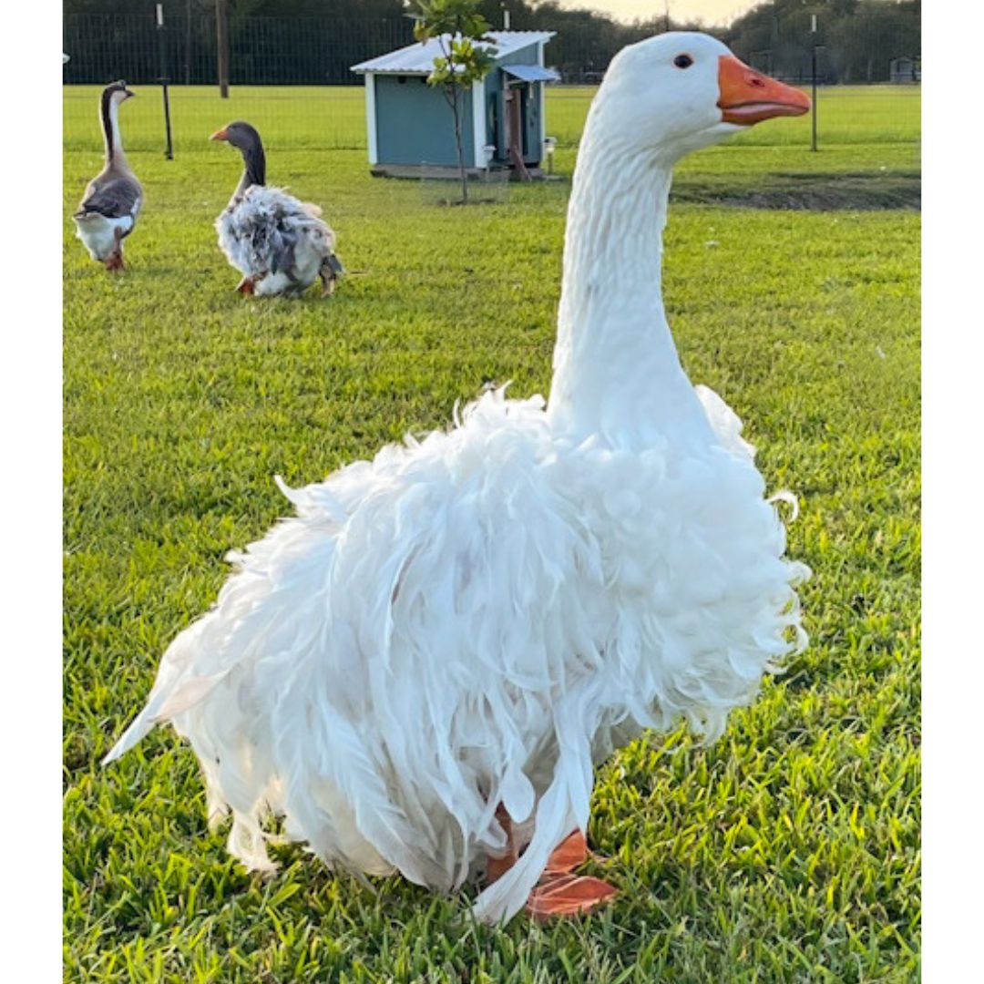 Goslings: Sebastopol - My Pet Chicken