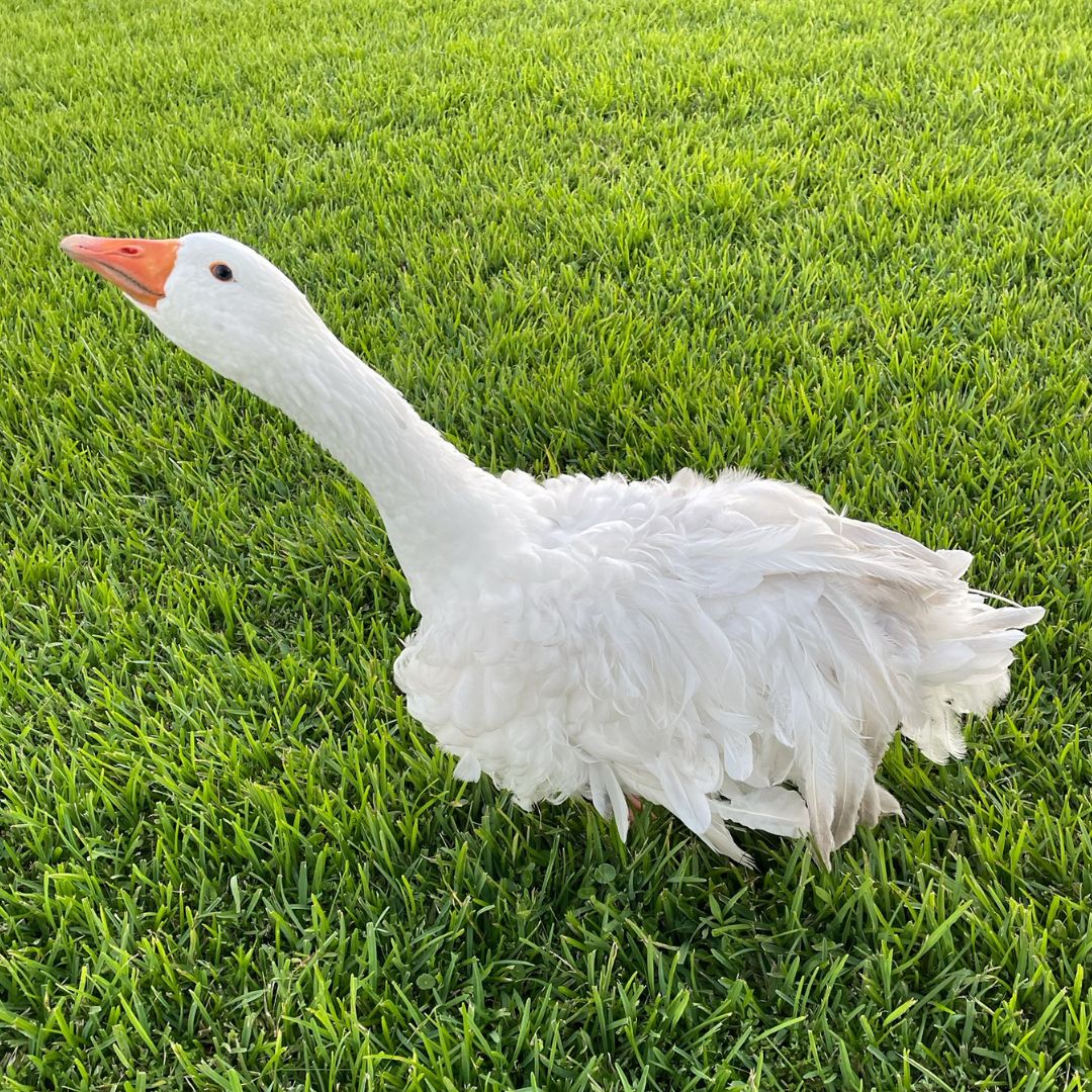 Sebastopol goose 
