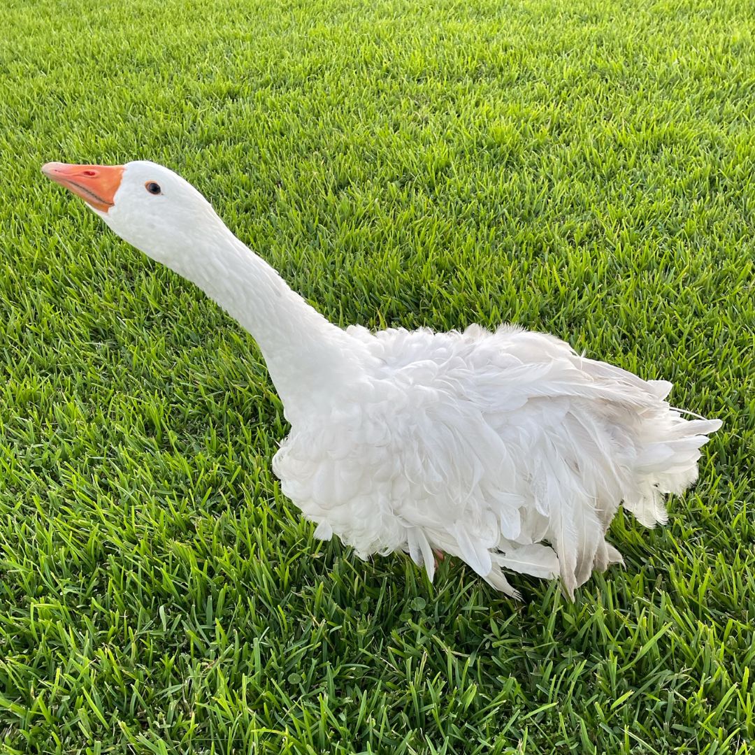Sebastopol goose 