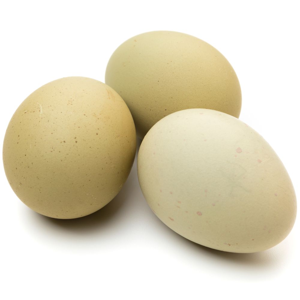 Olive Egger chicken eggs