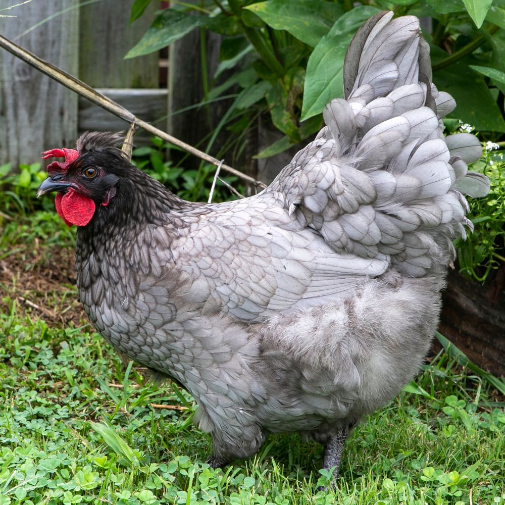 Olive Egger chicken 