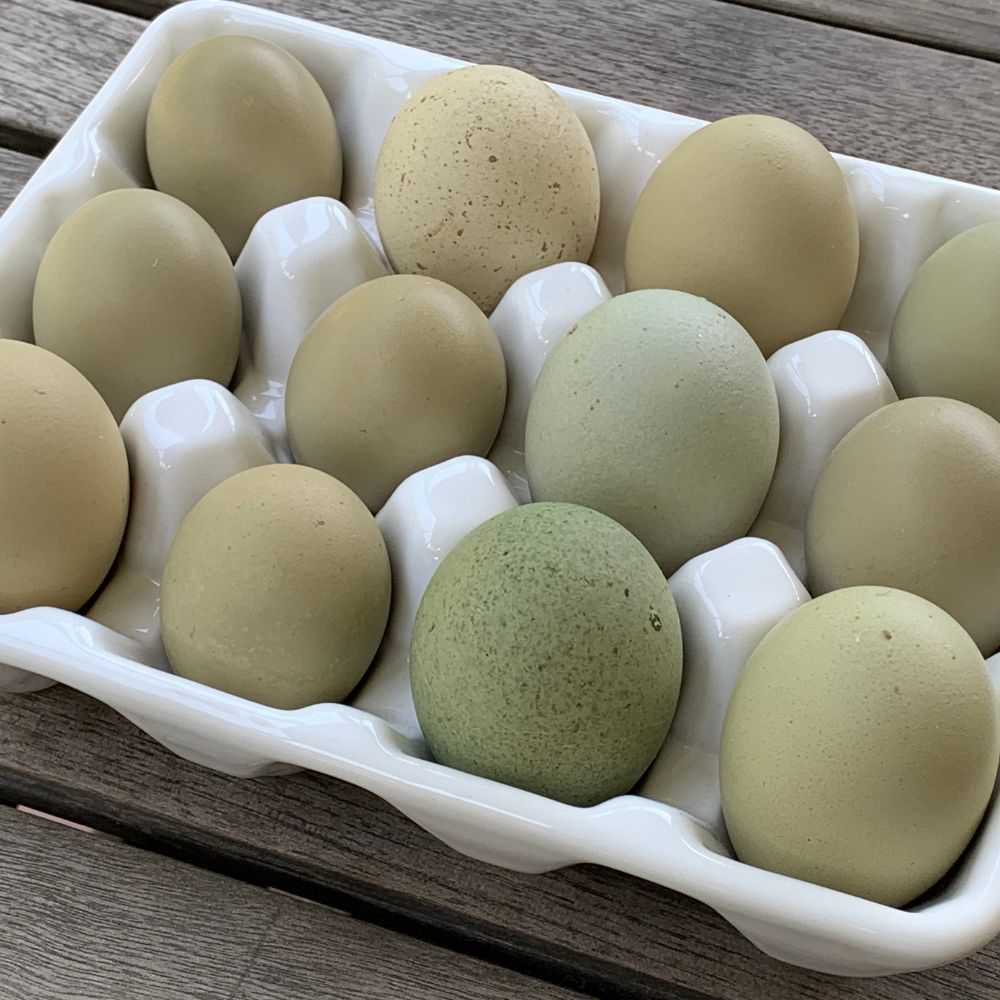 Olive Egger chicken eggs