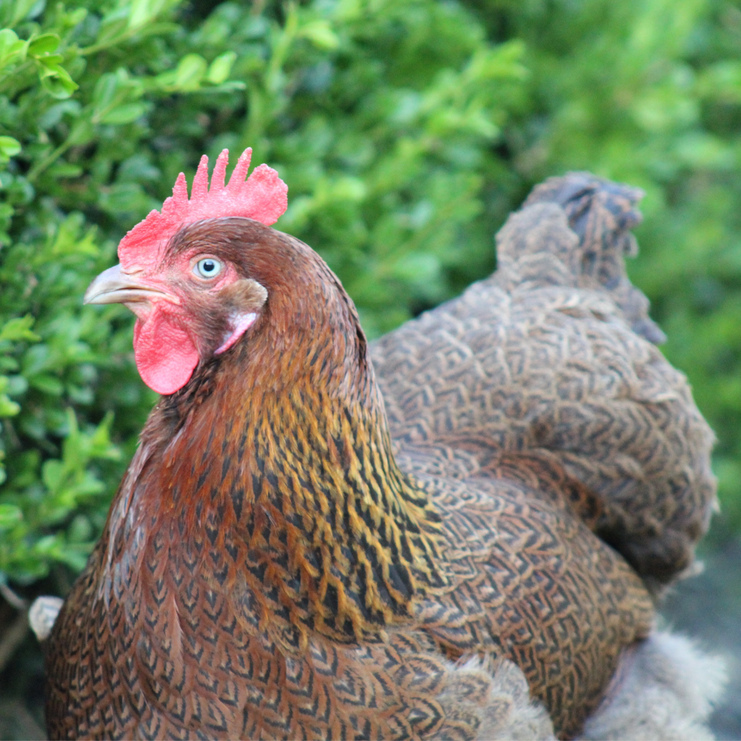 Partridge Cochin pullet chicken