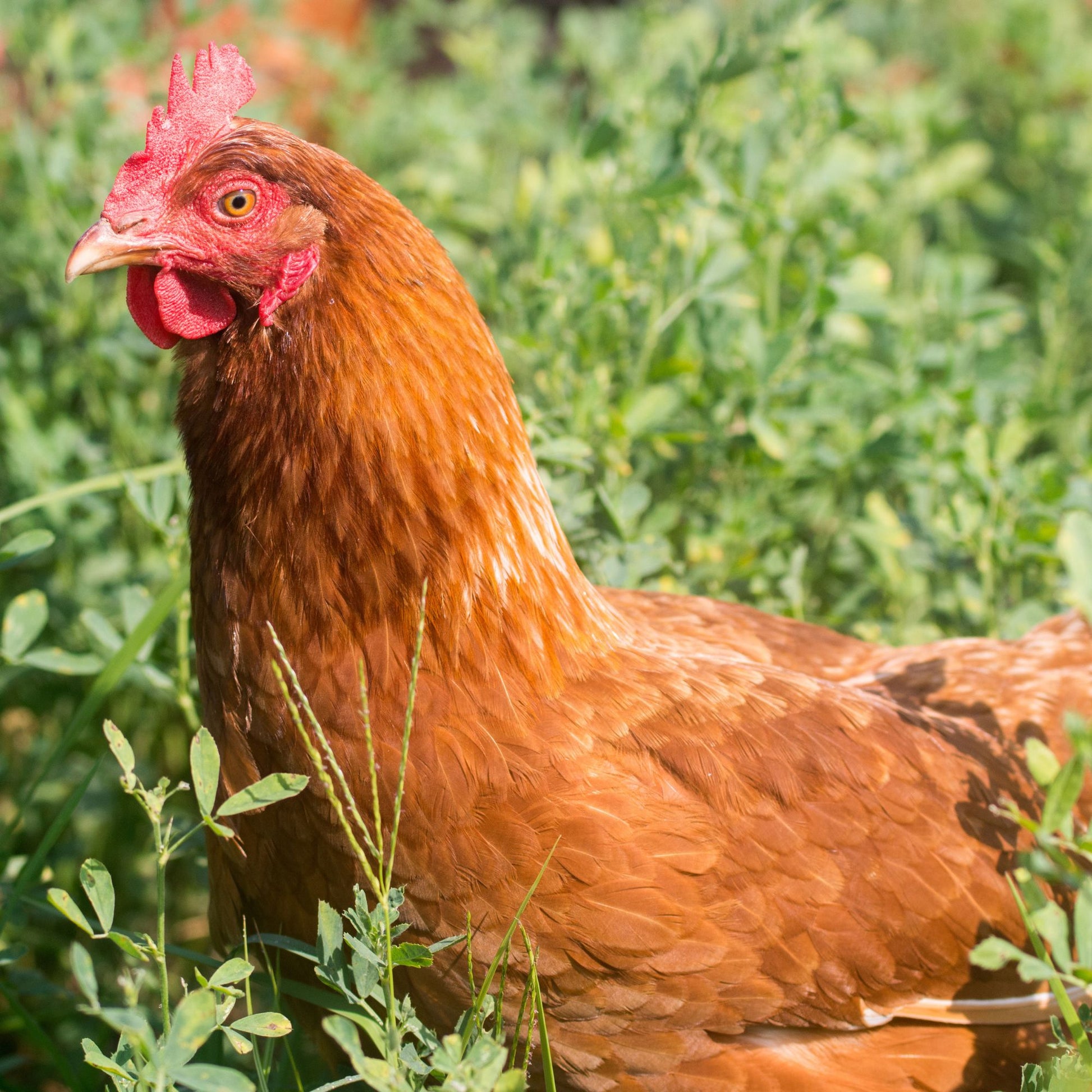 Production Red Hen
