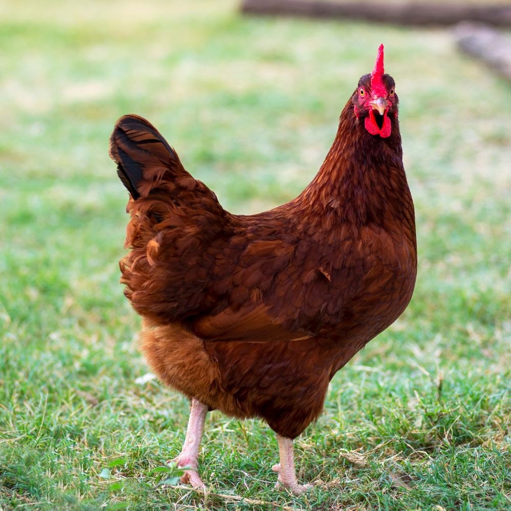 Hatching Eggs: Rhode Island Red, Hen Haven Location - My Pet Chicken