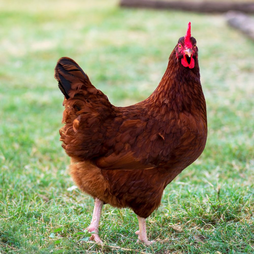 Rhode Island Red hen