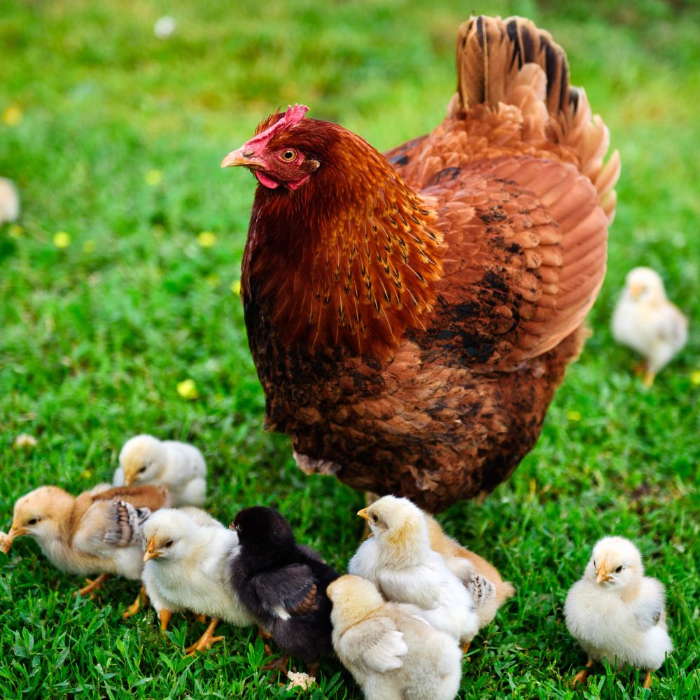 Rhode Island Red chicken with her baby chicks